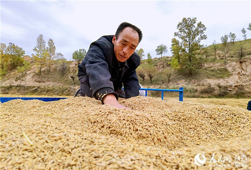 靖邊縣馬季溝村民在收獲稻谷。白凌燕攝