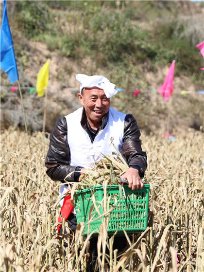 高西溝村的谷子地里，農(nóng)民隊(duì)員們割谷打捆，一派熱火朝天景象。杜銀寶攝