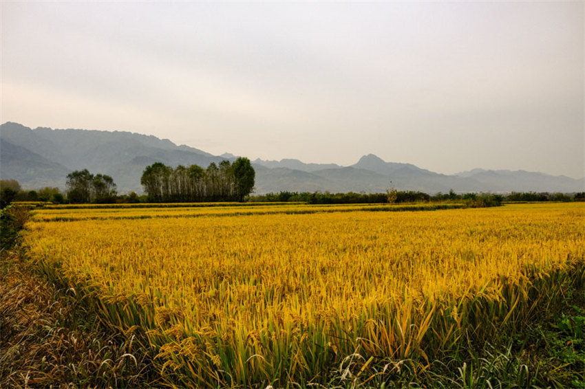 背靠大秦嶺的長(zhǎng)安王莽恢復(fù)了水稻種植，水鄉(xiāng)農(nóng)耕景觀得以再現(xiàn)。吳超攝