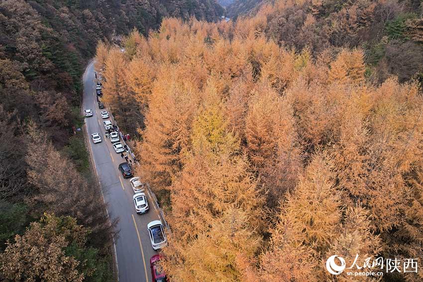 10月30日，210國(guó)道秦嶺分水嶺沿途車流如織，秋色正濃。楊凱 攝