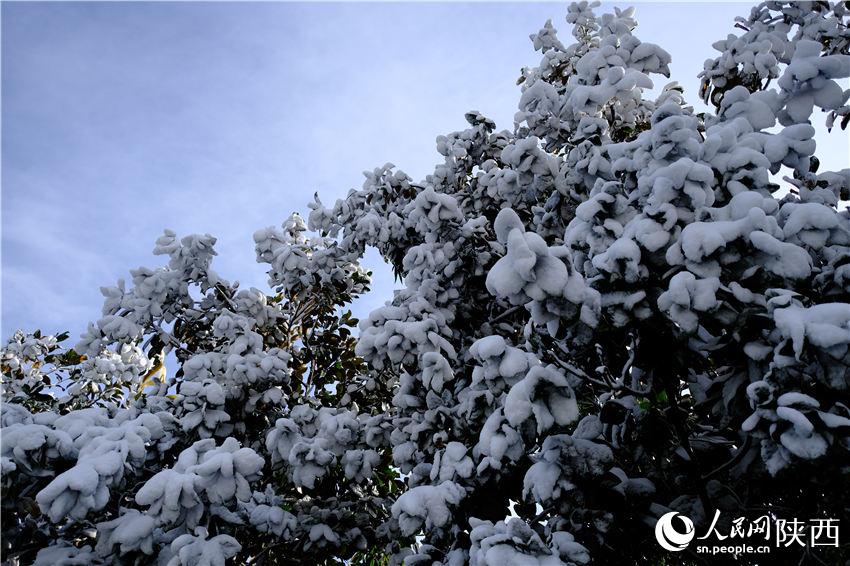 11月6日晚，古城西安迎來(lái)2021年第一場(chǎng)雪。吳超攝