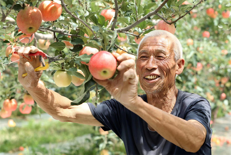 近日，陜西省合陽(yáng)縣甘井鎮(zhèn)的蘋(píng)果迎來(lái)豐收，已有超3萬(wàn)件蘋(píng)果被銷(xiāo)往全國(guó)各地。雷現(xiàn)榮 攝