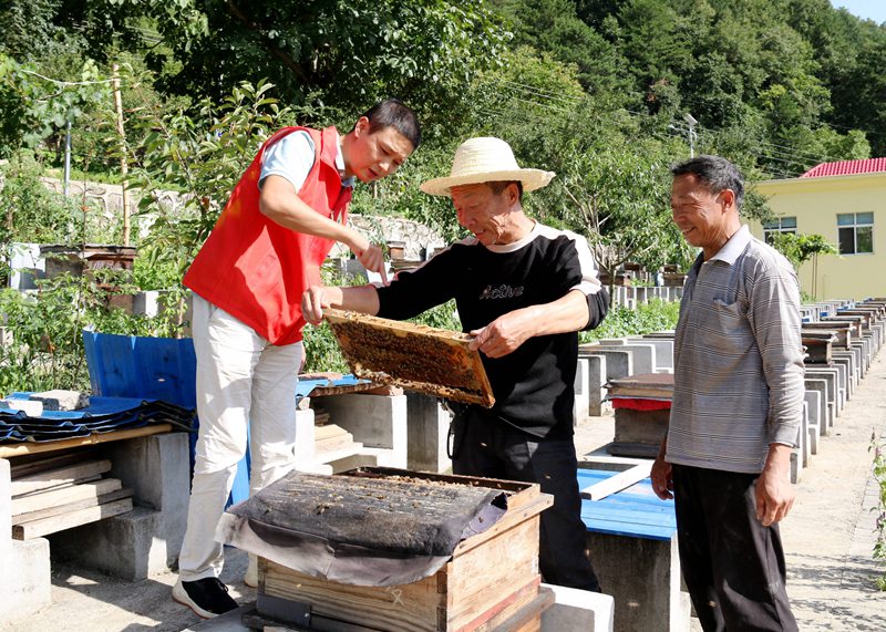 在“蜜蜂王國”長角壩鎮(zhèn)龍草坪村，黨員志愿者和蜂農(nóng)一起察看產(chǎn)蜜情況。 吳彥峰攝