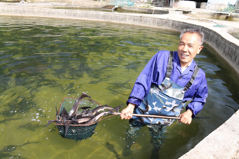 在全國鄉(xiāng)村旅游重點(diǎn)村長角壩鎮(zhèn)沙窩村，村民在永明漁業(yè)園區(qū)捕撈鱘魚等冷水魚準(zhǔn)備出售。吳彥峰攝