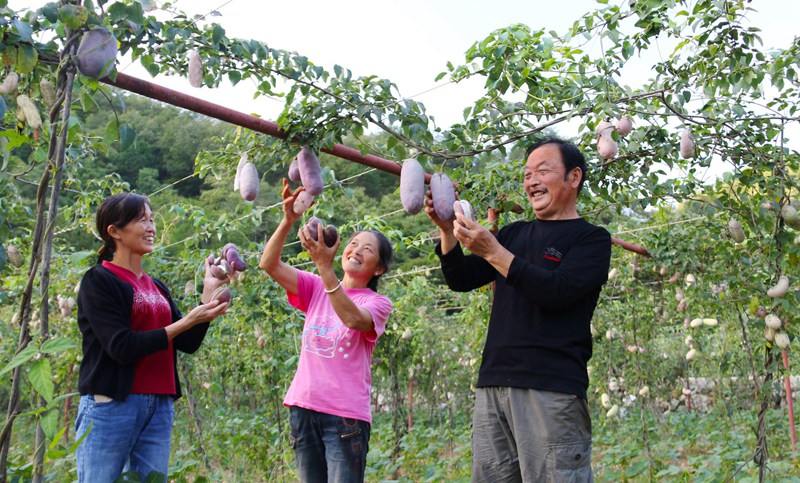 在袁家莊街道王家灣村產(chǎn)業(yè)園里，村民們在黨員指導下喜摘八月瓜。吳彥峰攝