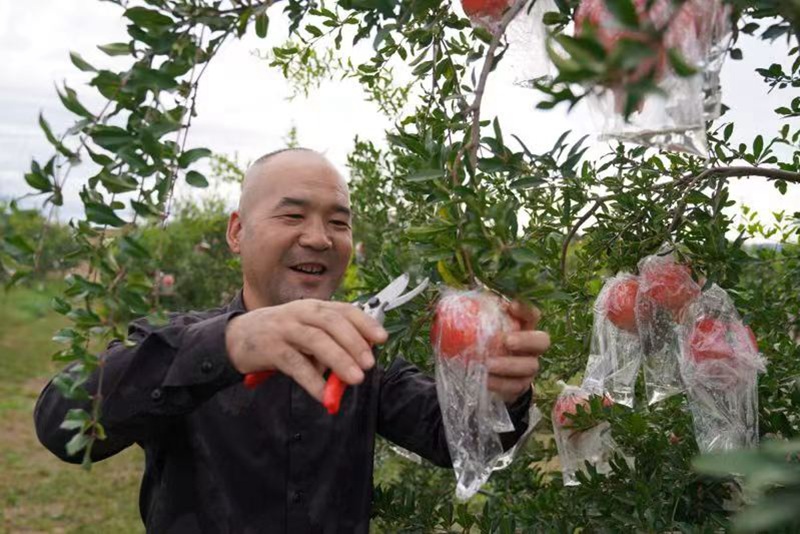 手捧剛采摘下來的石榴，果農(nóng)們喜笑顏開。王三合攝