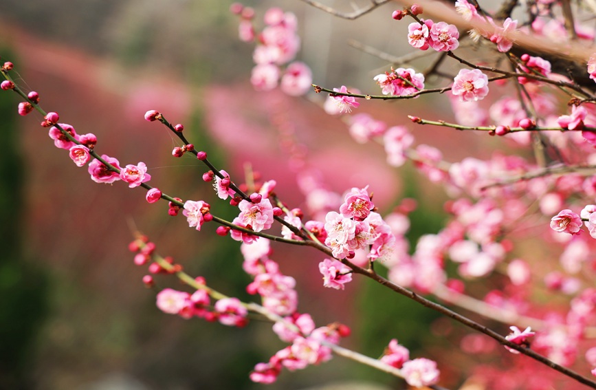 一簇簇梅花盛開，紅似火粉如霞。趙靜 攝