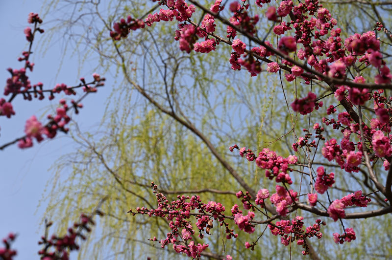 西安浐灞國(guó)家濕地公園迎來(lái)“花”式美景