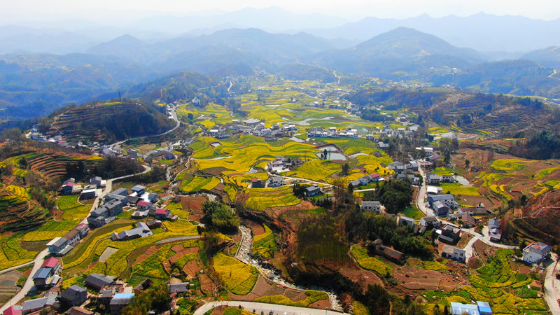 擁有260年歷史的鳳堰古梯田迎來最美油菜花海。