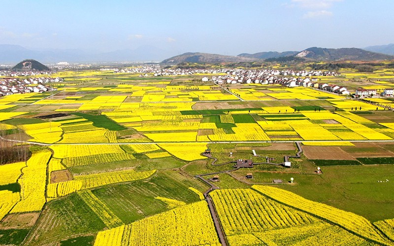 陜西省漢中市勉縣溫泉鎮(zhèn)劉家山村遍地金黃。石轉(zhuǎn)玲 攝