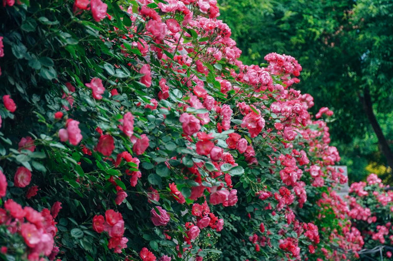 西安醫(yī)學(xué)院的薔薇花墻。甘雨欣 攝