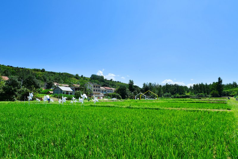 白鹿原上稻花香。陜西藍(lán)田縣前衛(wèi)鎮(zhèn)供圖