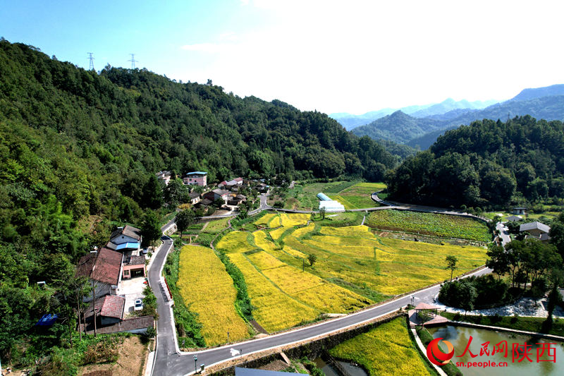 安康市石泉縣城關(guān)鎮(zhèn)絲銀壩村草池灣。人民網(wǎng)黨童 攝