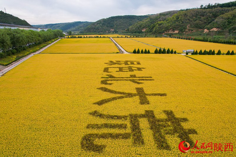 綠色北大荒。人民網(wǎng) 黨童攝