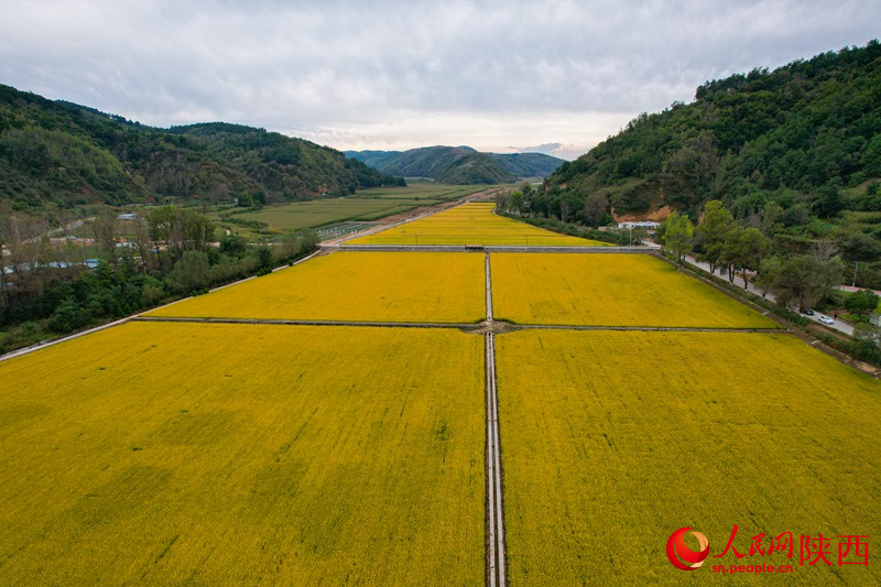 山中的稻田。人民網(wǎng) 黨童攝