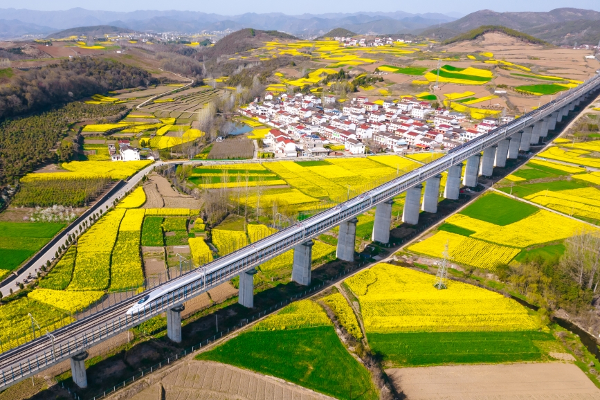 高鐵動(dòng)車組穿越油菜花海。劉一江攝