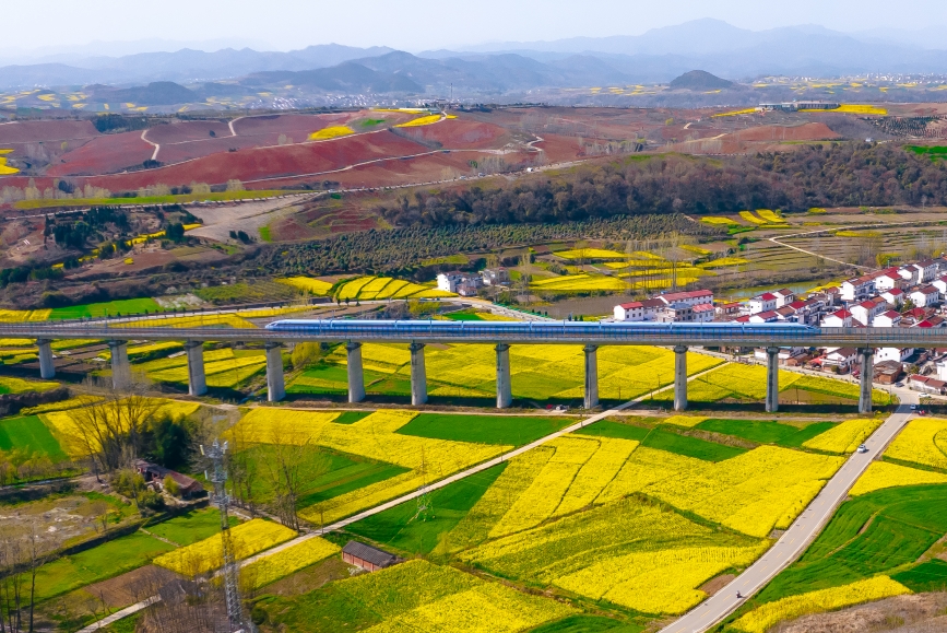 高鐵動(dòng)車組穿越油菜花海。劉一江攝