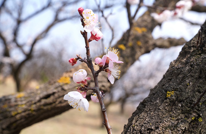 3月25日，西安市臨潼區(qū)仁宗街道莊王村官溝組杏花嶺上的杏花迎風怒放。王三合攝