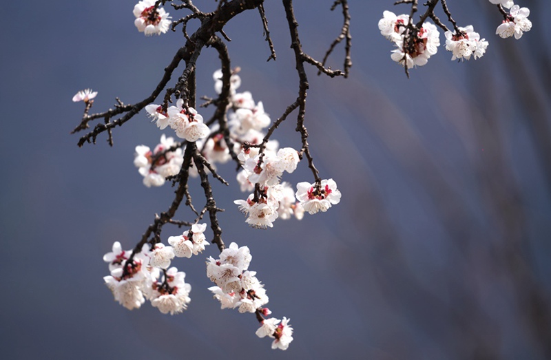 3月25日，西安市臨潼區(qū)仁宗街道莊王村官溝組杏花嶺上的杏花迎風(fēng)怒放。王三合攝