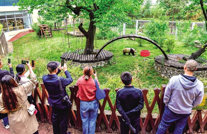 4月30日，游客在秦嶺野生動(dòng)物園觀看大熊貓。記者 袁景智攝