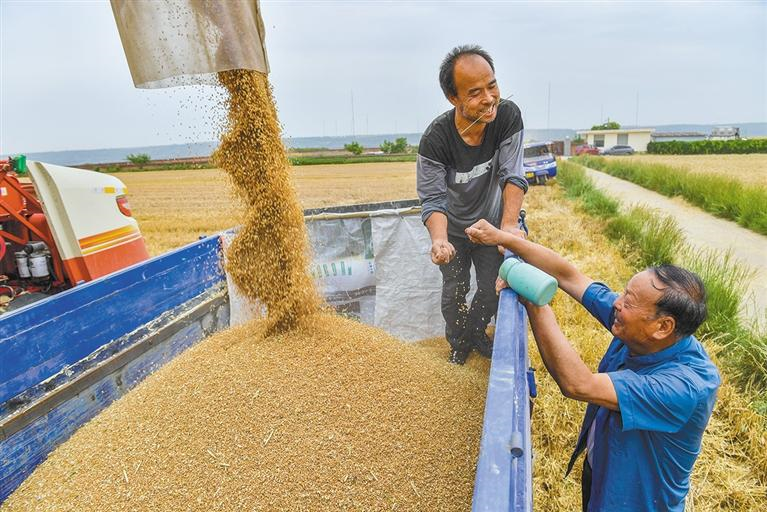 6月1日，在西安市八里塬，萬(wàn)畝小麥進(jìn)入成熟期，收割機(jī)穿梭田間搶收小麥。袁景智攝