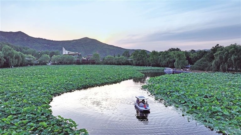 7月2日，在丹鳳縣棣花古鎮(zhèn)，夕陽(yáng)下的荷塘與游船相映成趣，讓游客流連忘返。母家亮攝